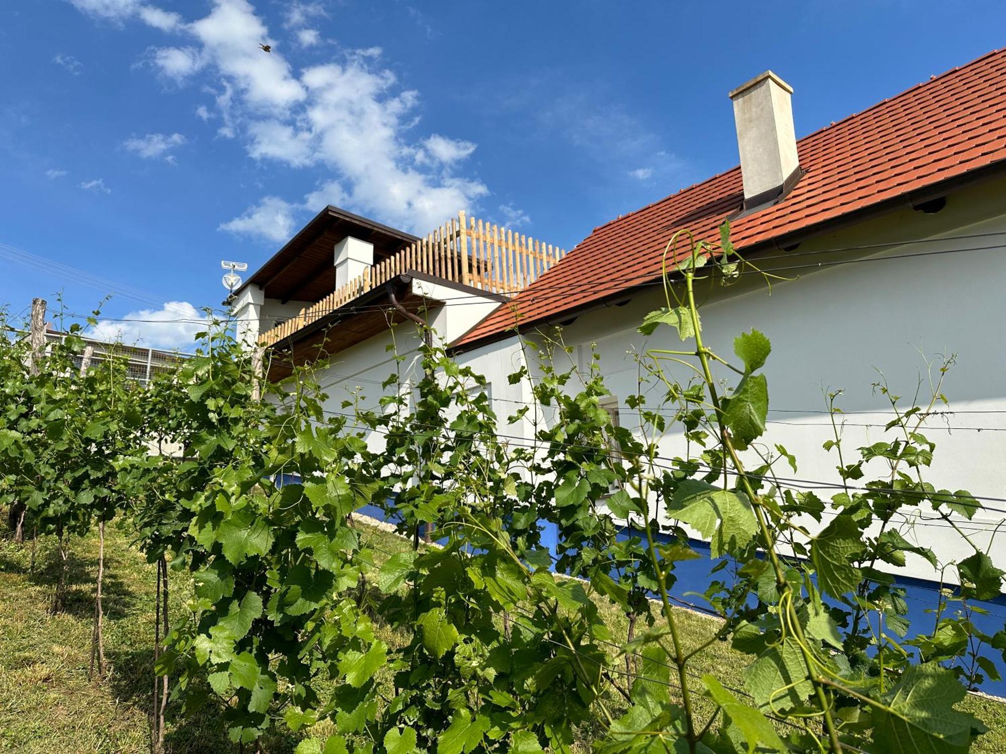 Vila Nad Slováckým sklípkem Tupesy Exteriér fotografie